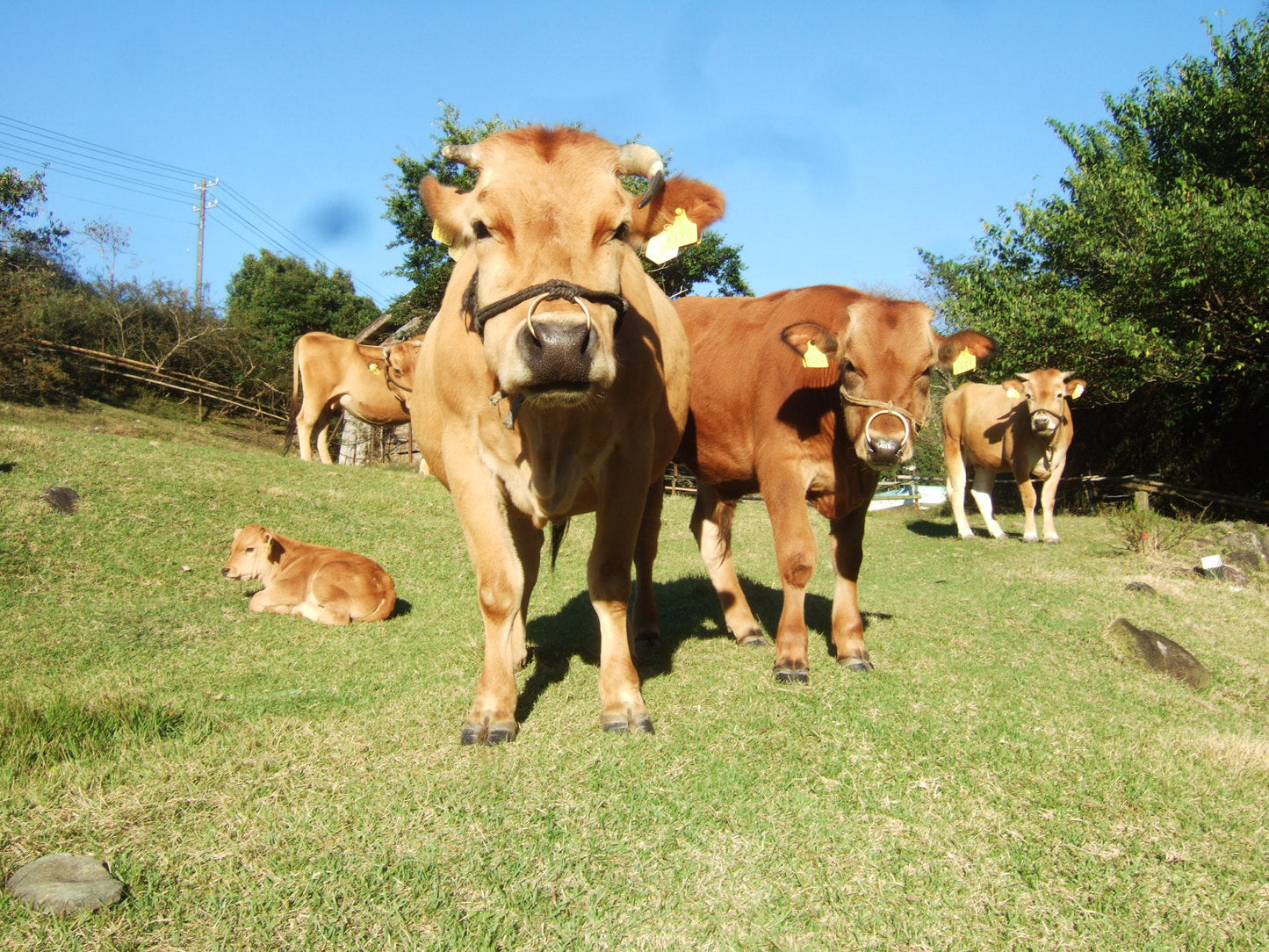 あかうし定期便 6ヶ月